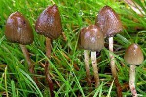галюциногенные грибы